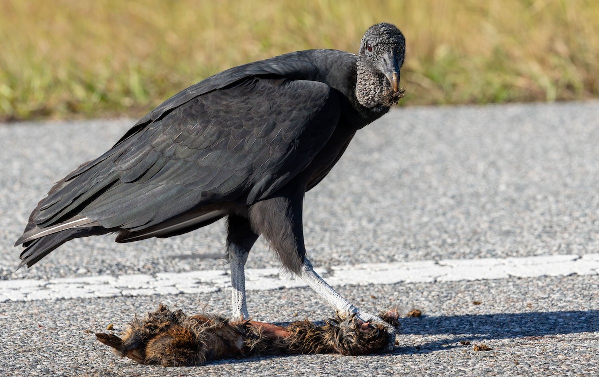Black Vulture - ML646872320