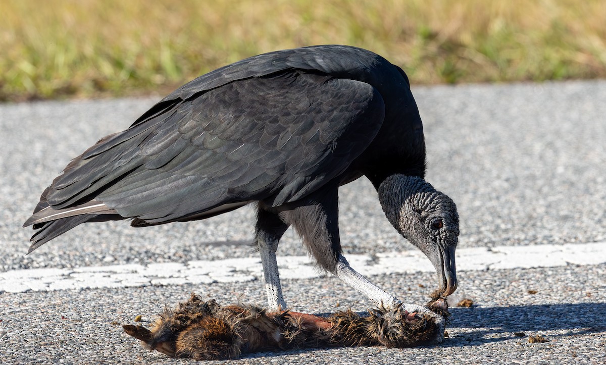 Black Vulture - ML646872321