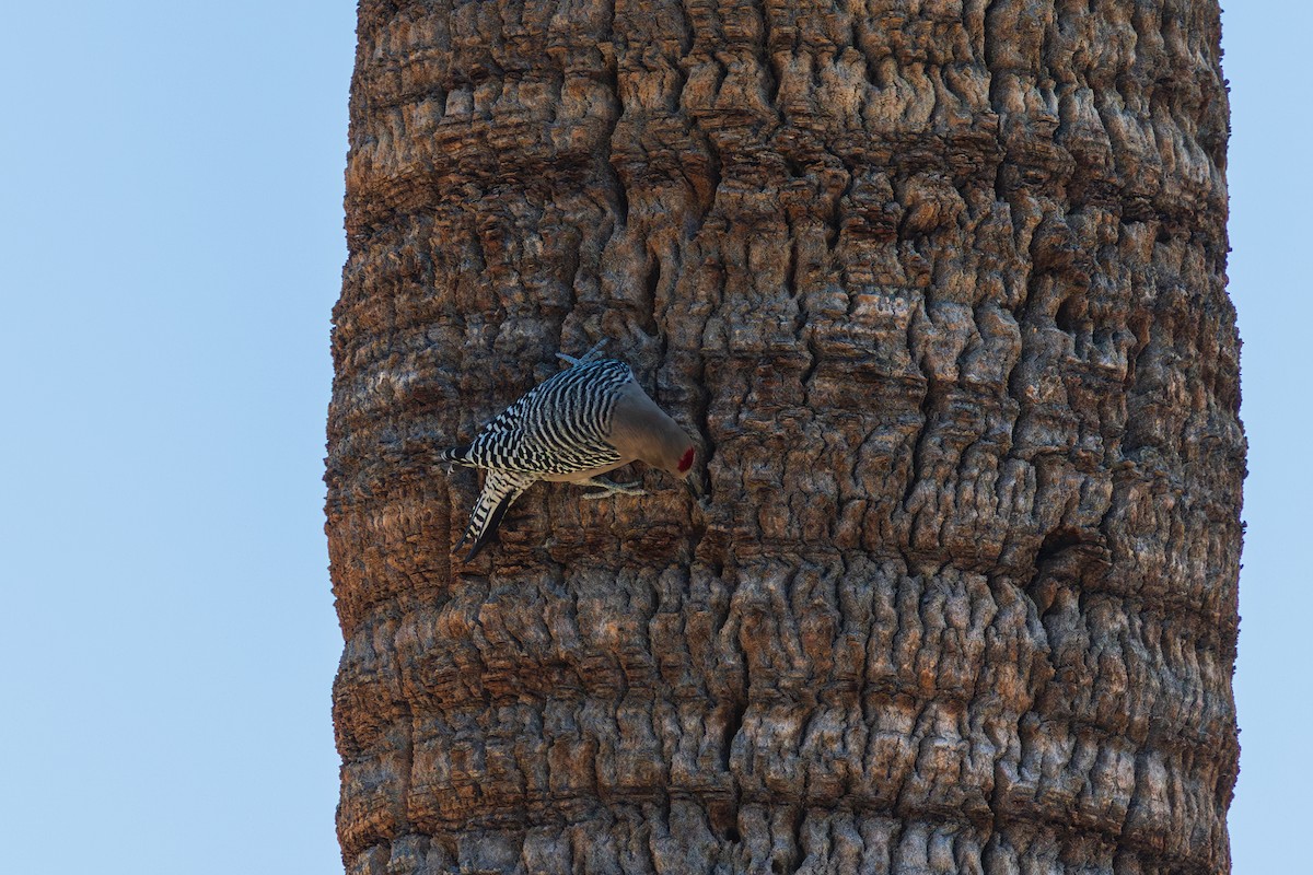Gila Woodpecker - ML646872322