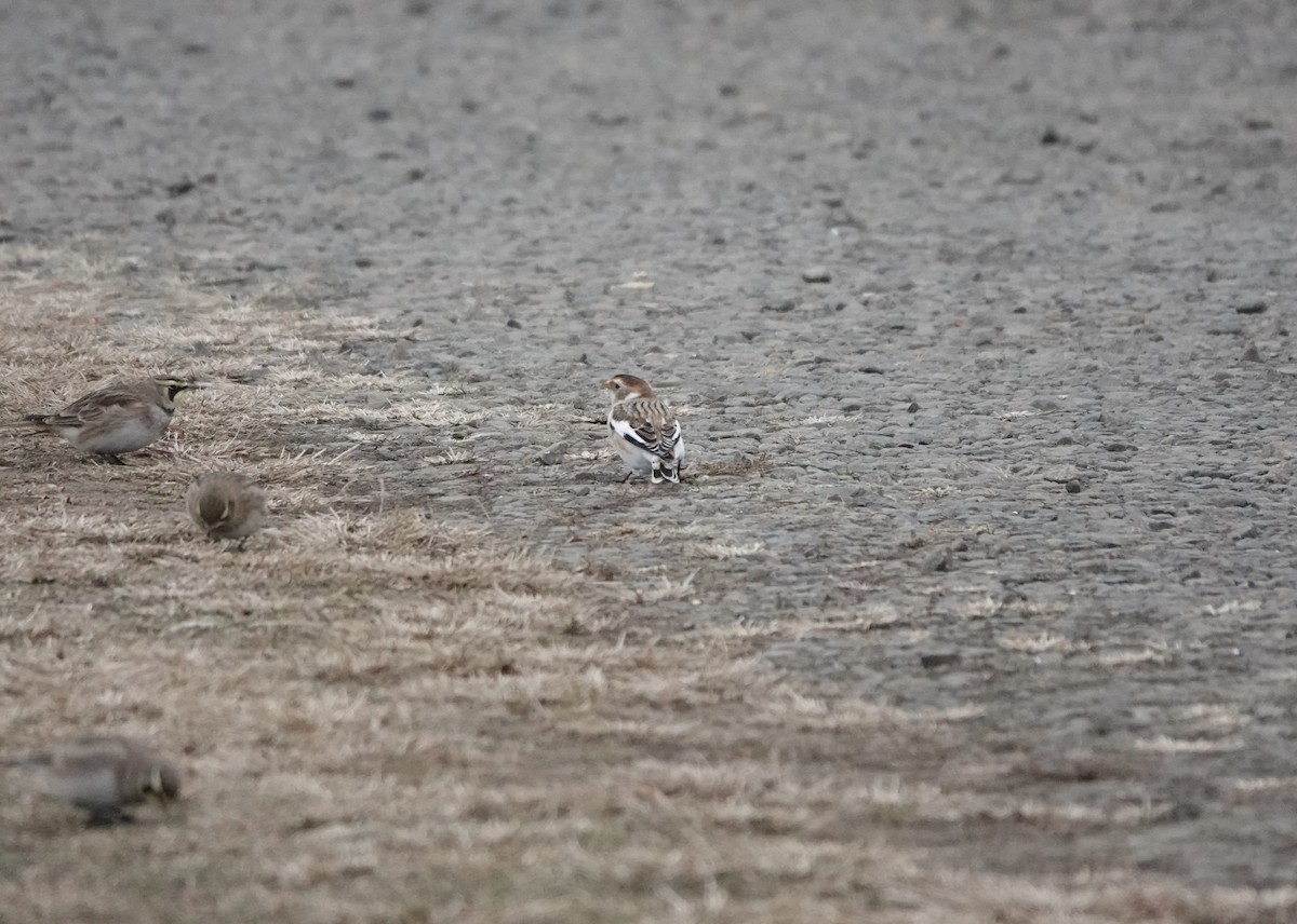 Snow Bunting - ML646872324