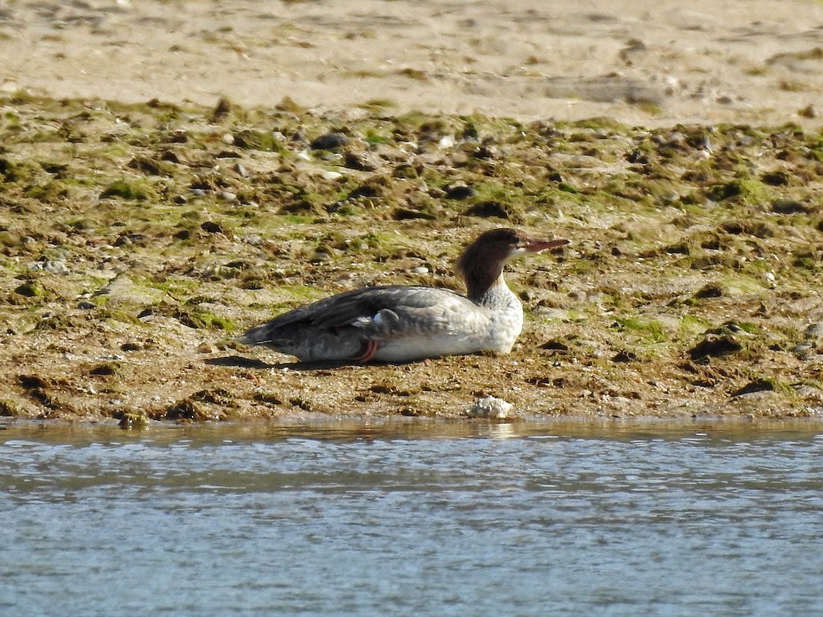 Common Merganser - ML646872326