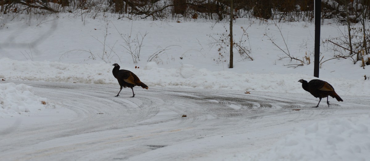 Wild Turkey - ML646872330