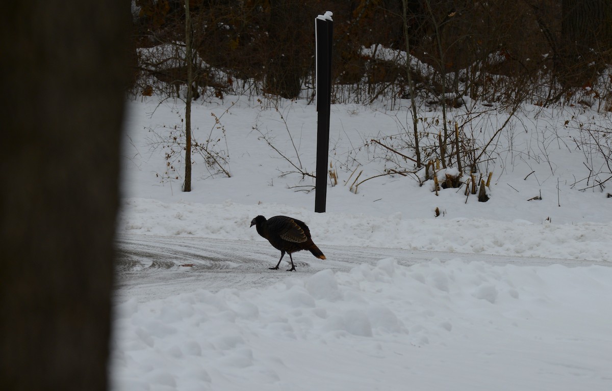 Wild Turkey - ML646872331