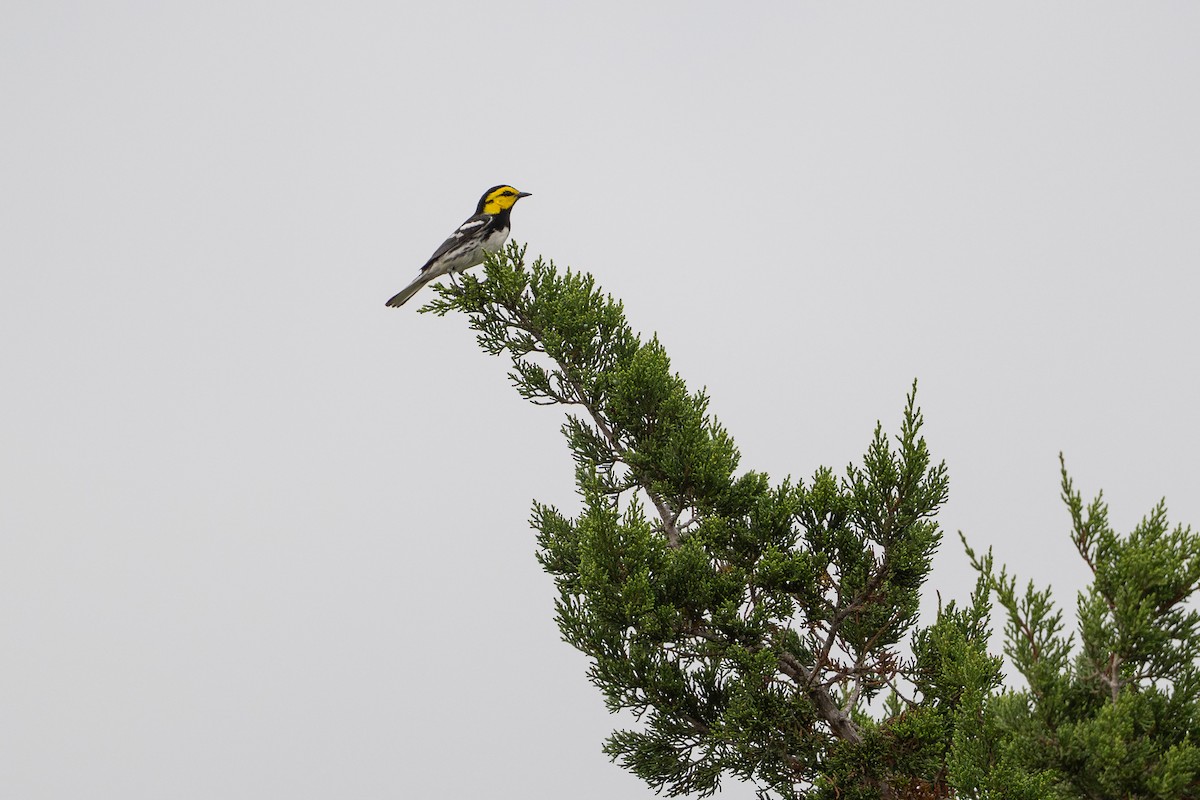 Golden-cheeked Warbler - ML646872335