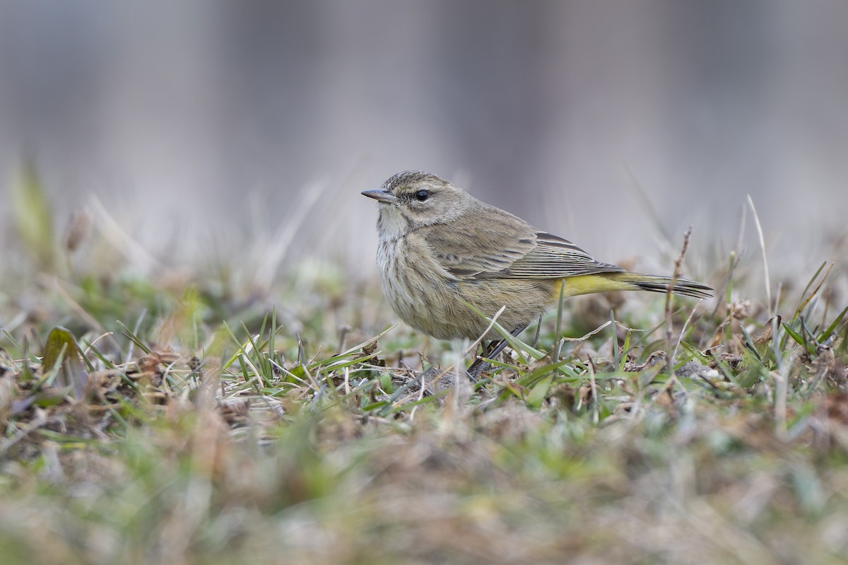 Palm Warbler (Western) - ML646872336