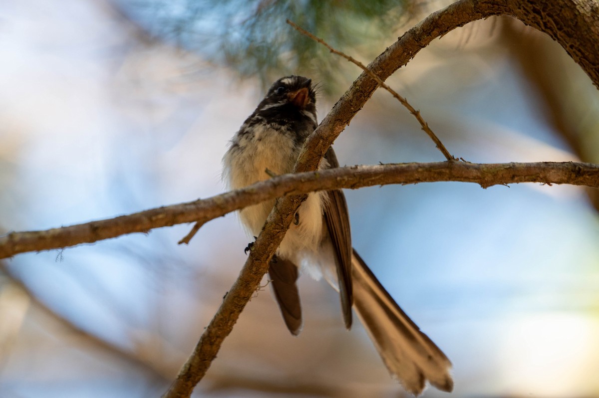 ハイイロオウギビタキ - ML646872337