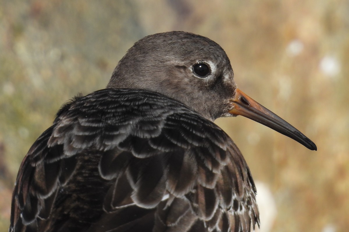 fjæreplytt - ML646872339