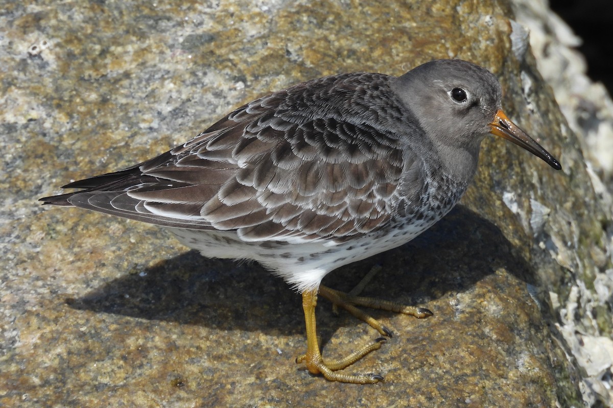 fjæreplytt - ML646872340