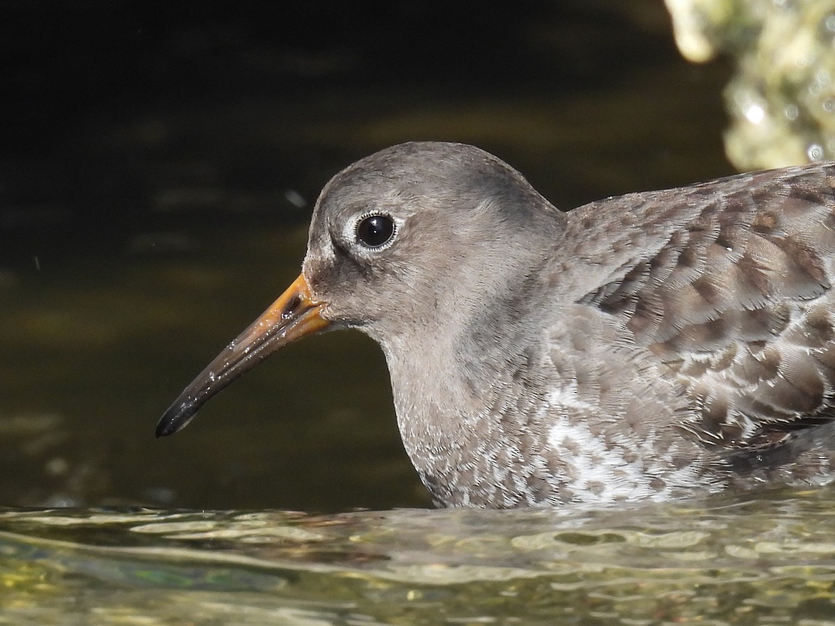 fjæreplytt - ML646872341