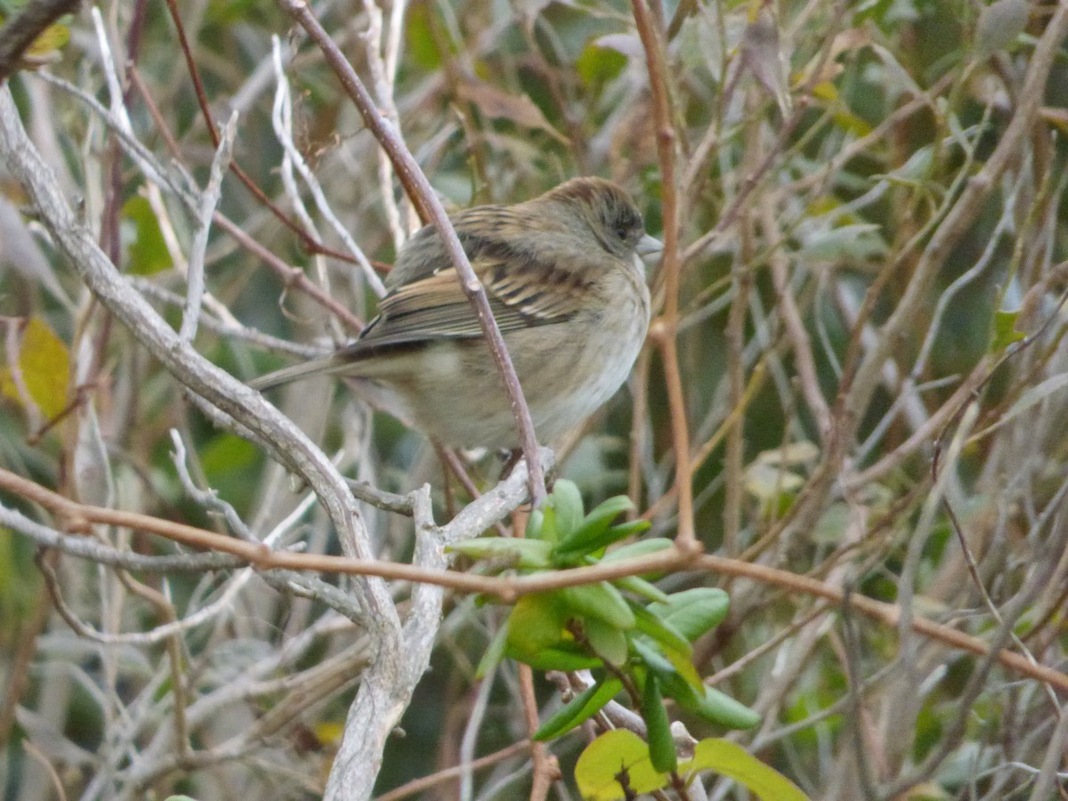 Dark-eyed Junco x White-throated Sparrow (hybrid) - ML646872348