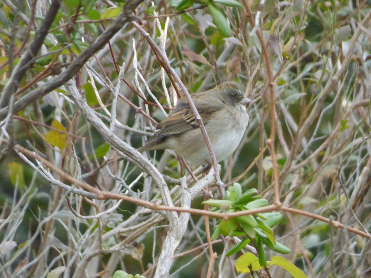 Dark-eyed Junco x White-throated Sparrow (hybrid) - ML646872349