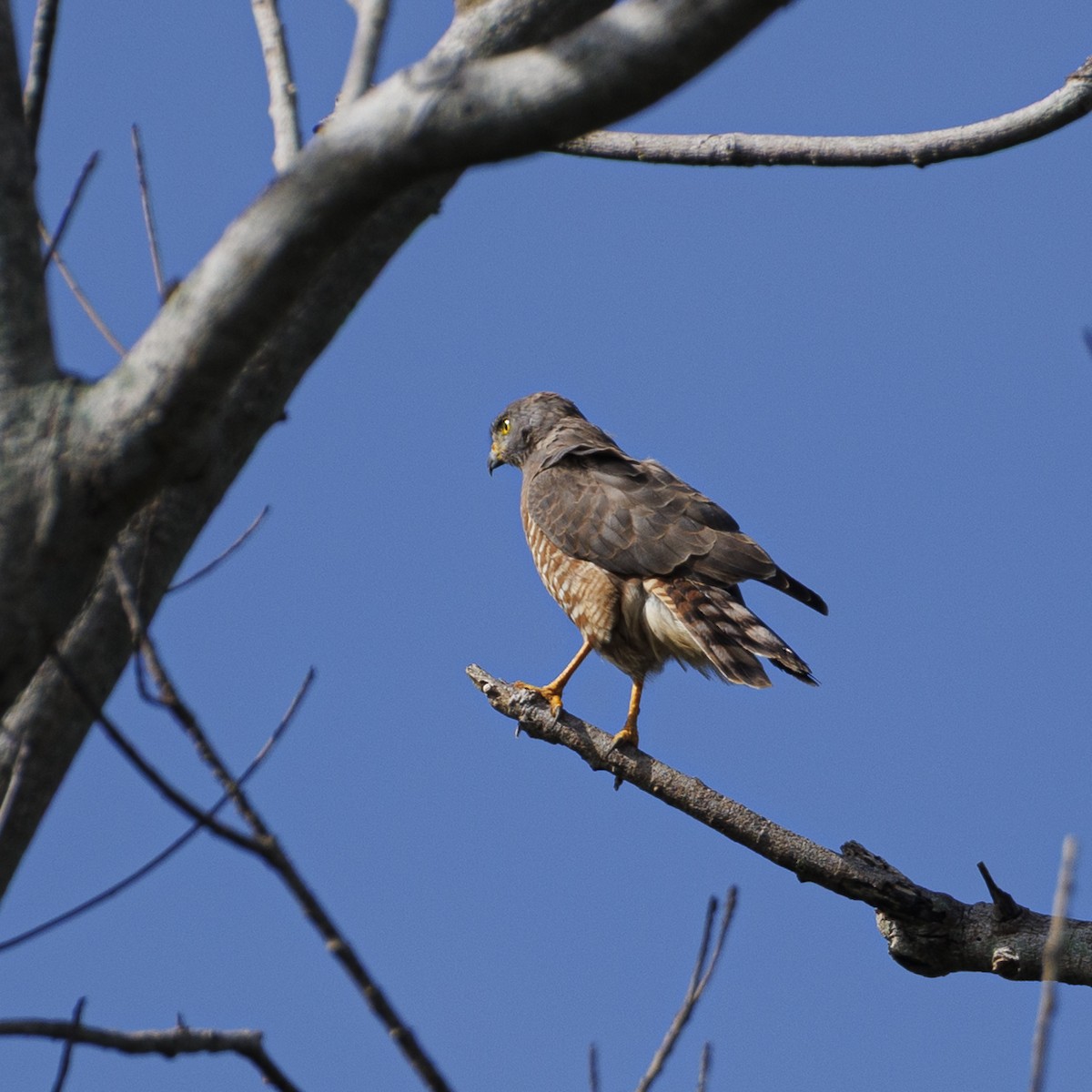 Buse à gros bec - ML646872353
