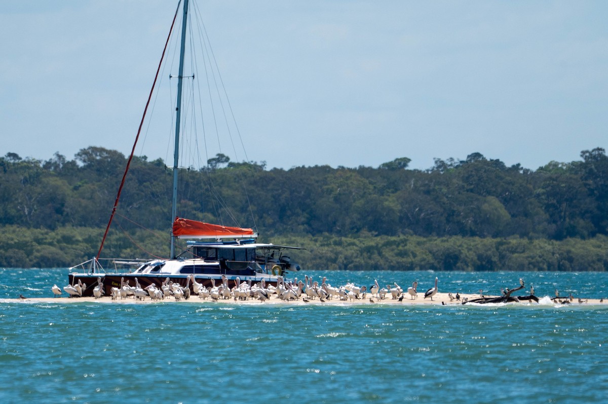 コシグロペリカン - ML646872354