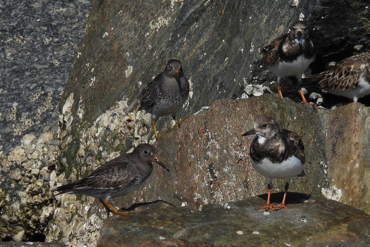 Harri-iraulari arrunta - ML646872356