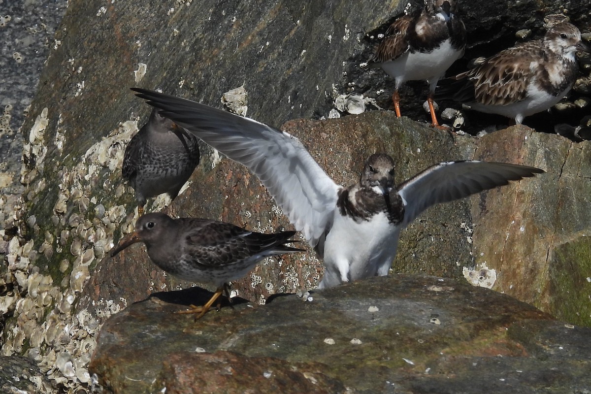 Harri-iraulari arrunta - ML646872359