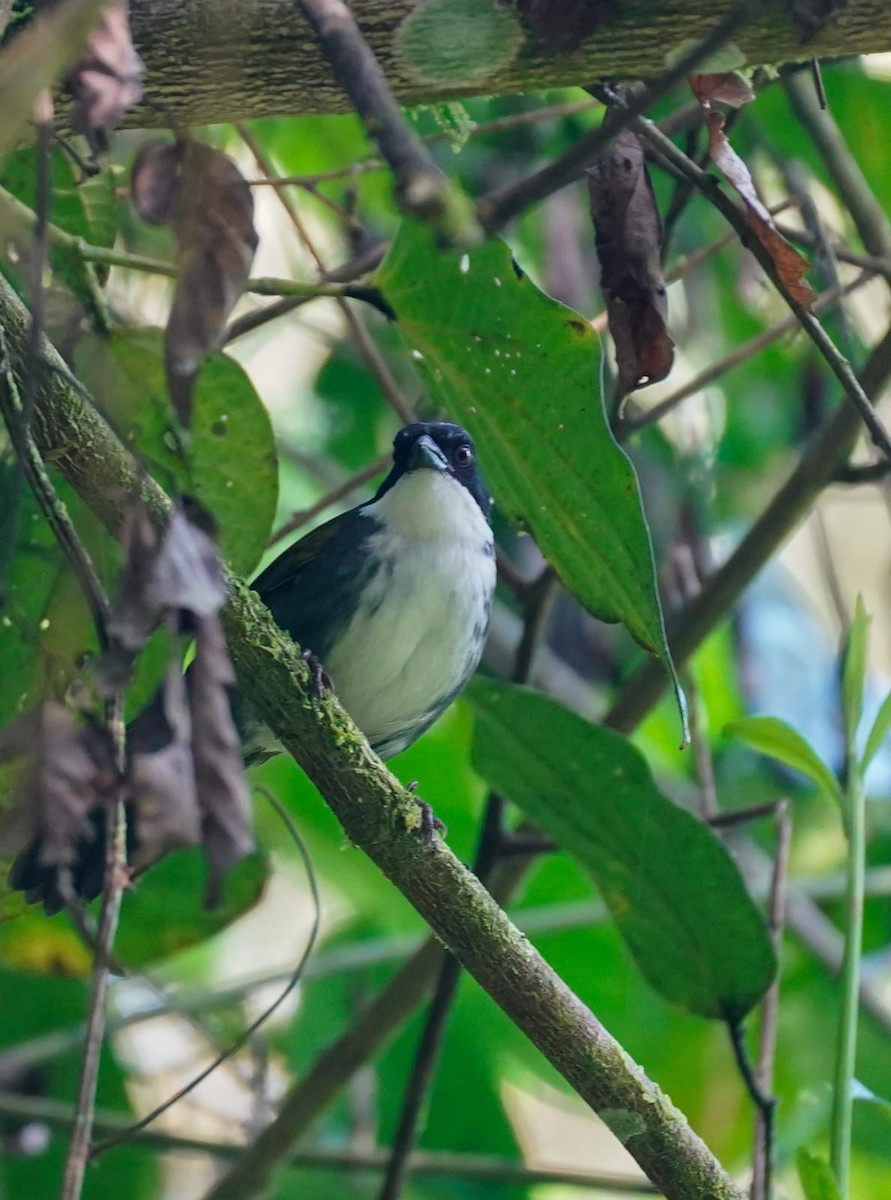 Cerquero Costarricense - ML646872360