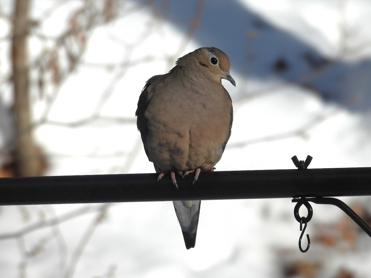 Плачущая горлица - ML646872363