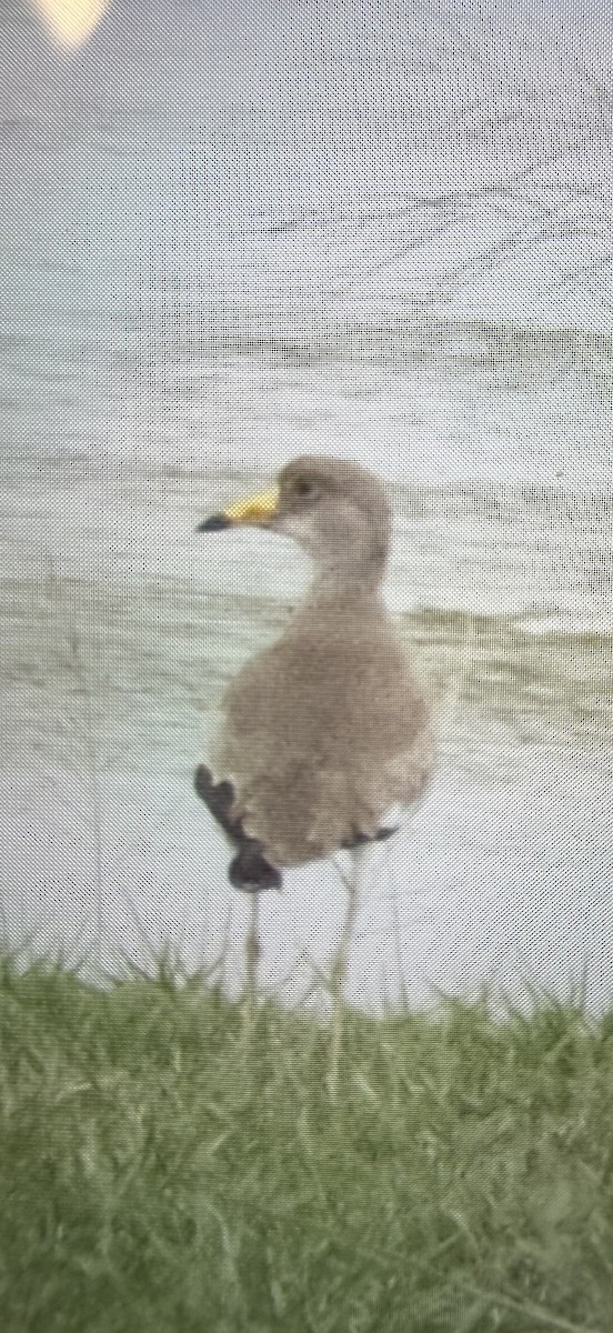 Gray-headed Lapwing - ML646872364