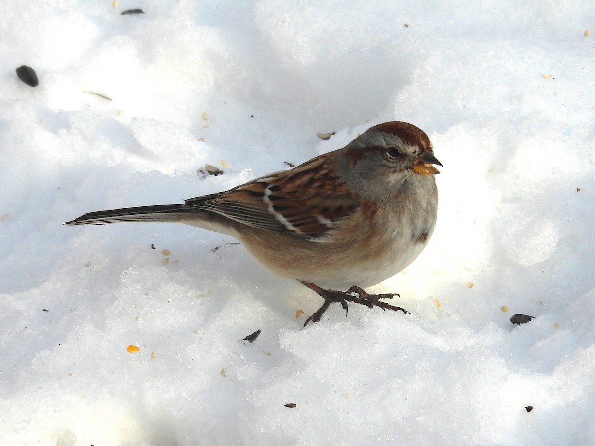 Воробьиная овсянка - ML646872368