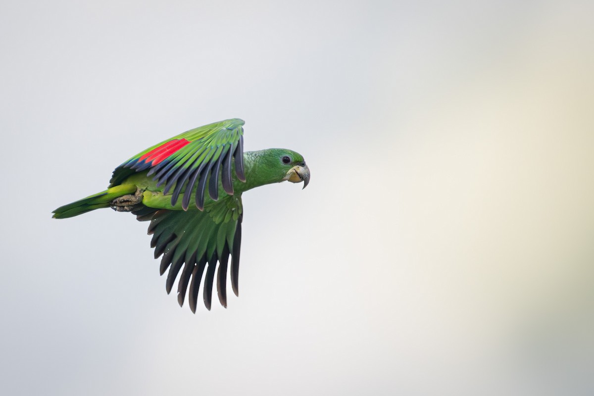 Kawall's Amazon - ML646872369