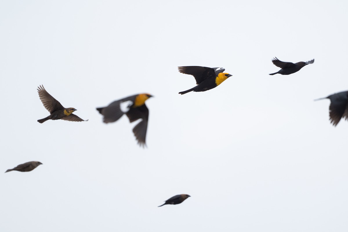Yellow-headed Blackbird - ML646872371