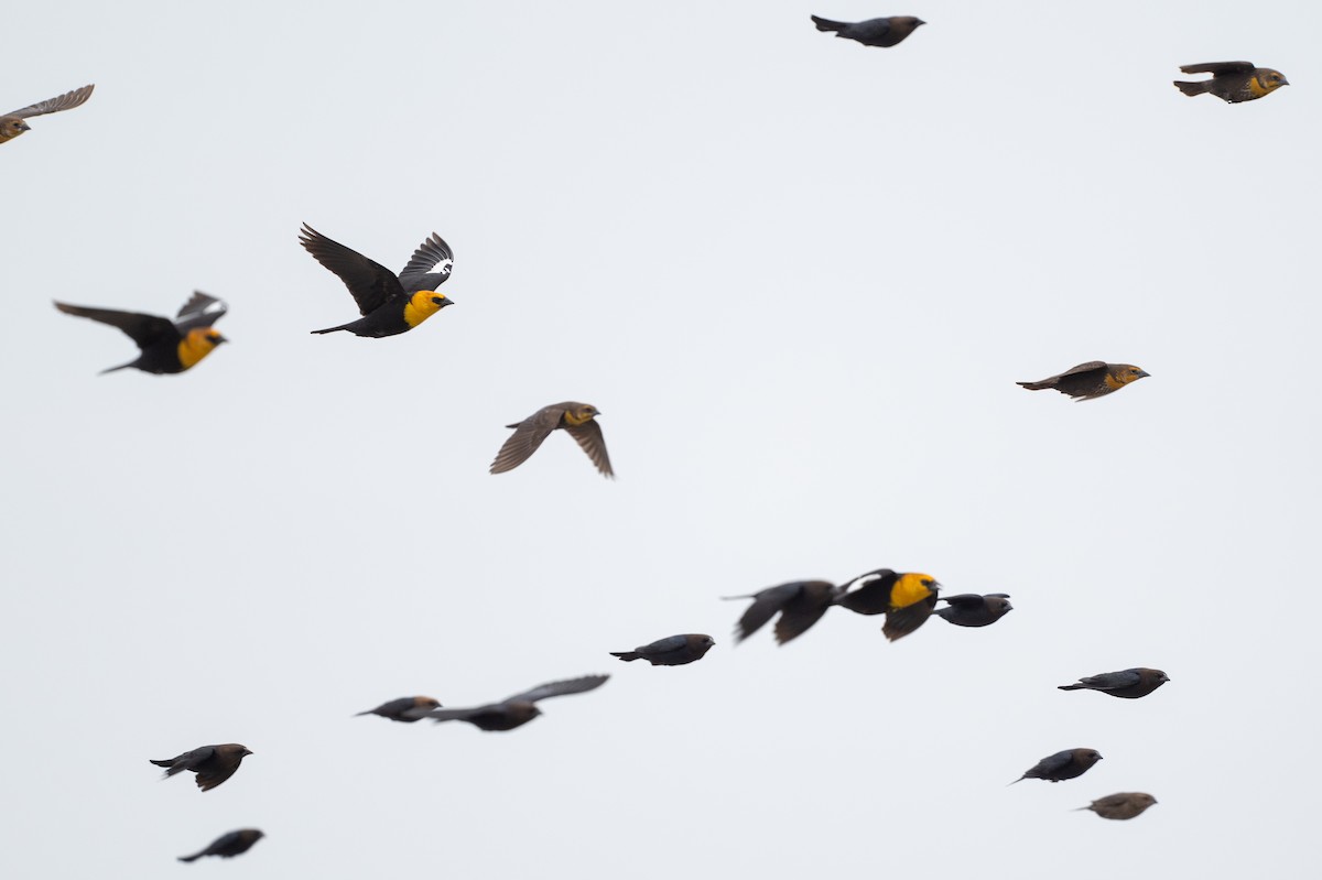 Yellow-headed Blackbird - ML646872372