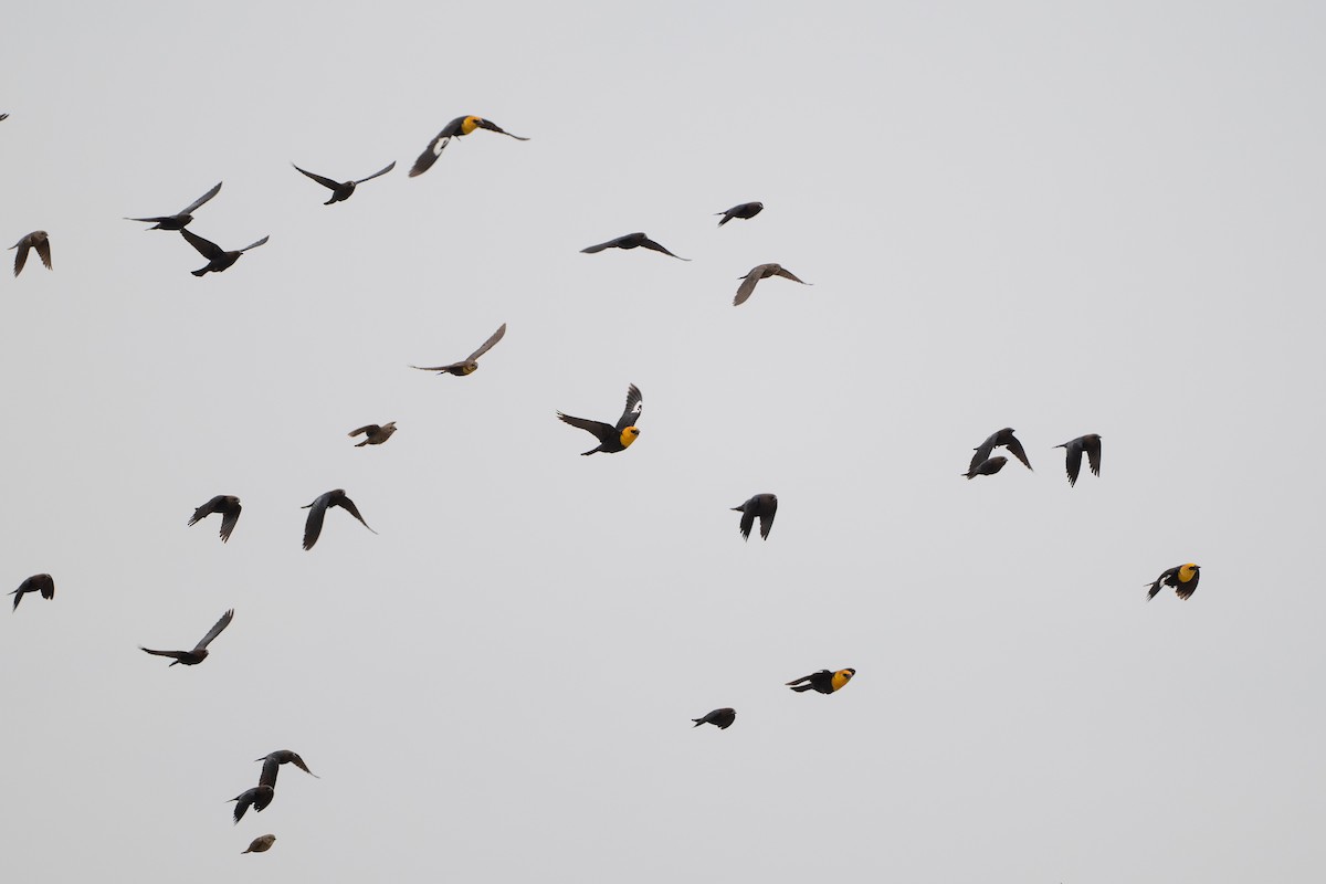 Yellow-headed Blackbird - ML646872373