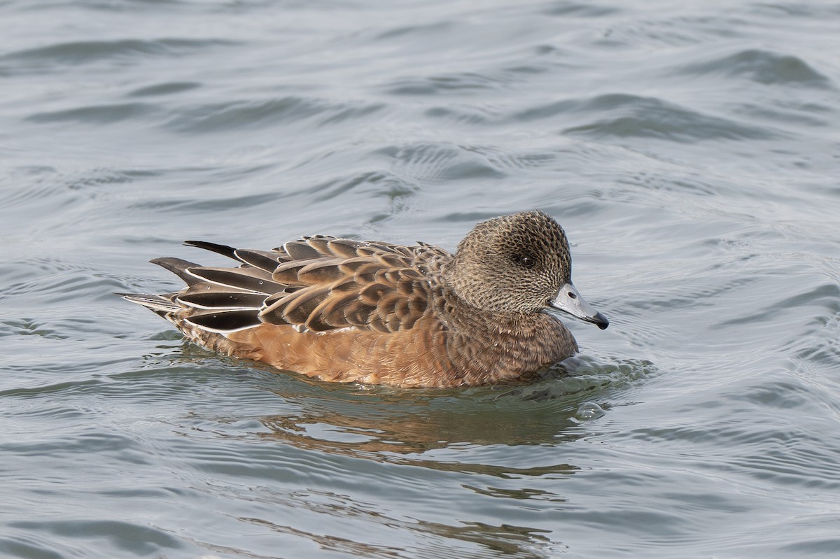 Ahate txistulari amerikarra - ML646872376