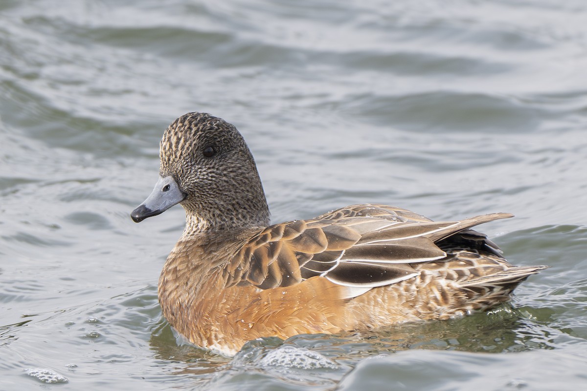 Ahate txistulari amerikarra - ML646872377