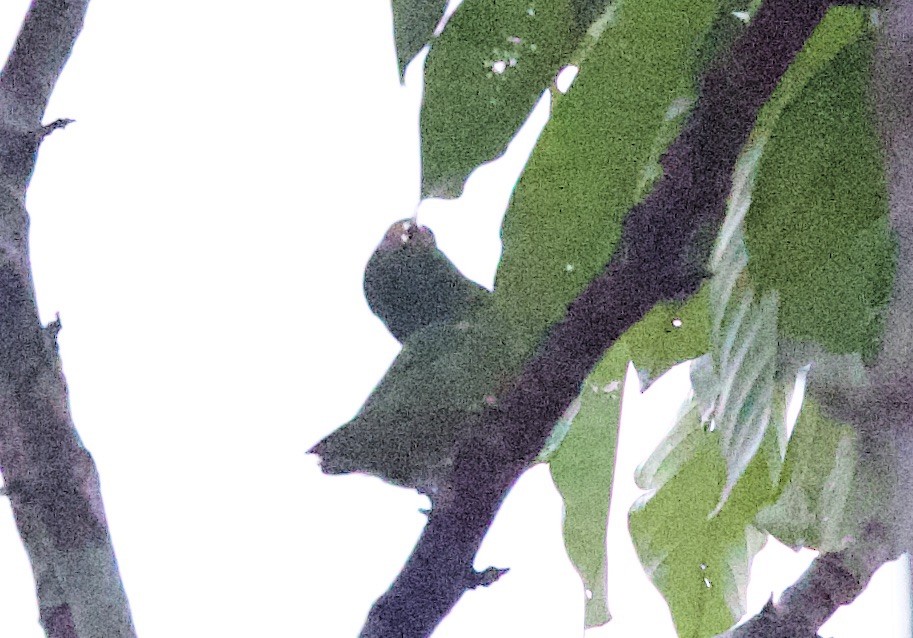 Riparian Parrotlet - ML646872379