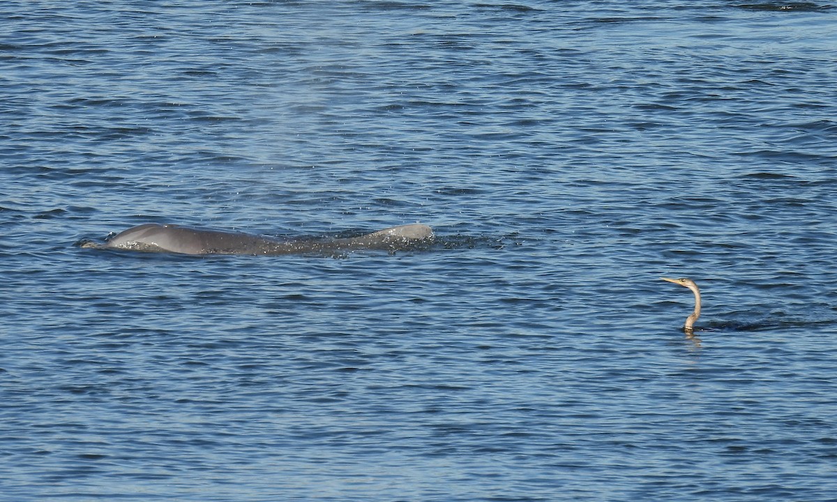 Anhinga amerikarra - ML646872380