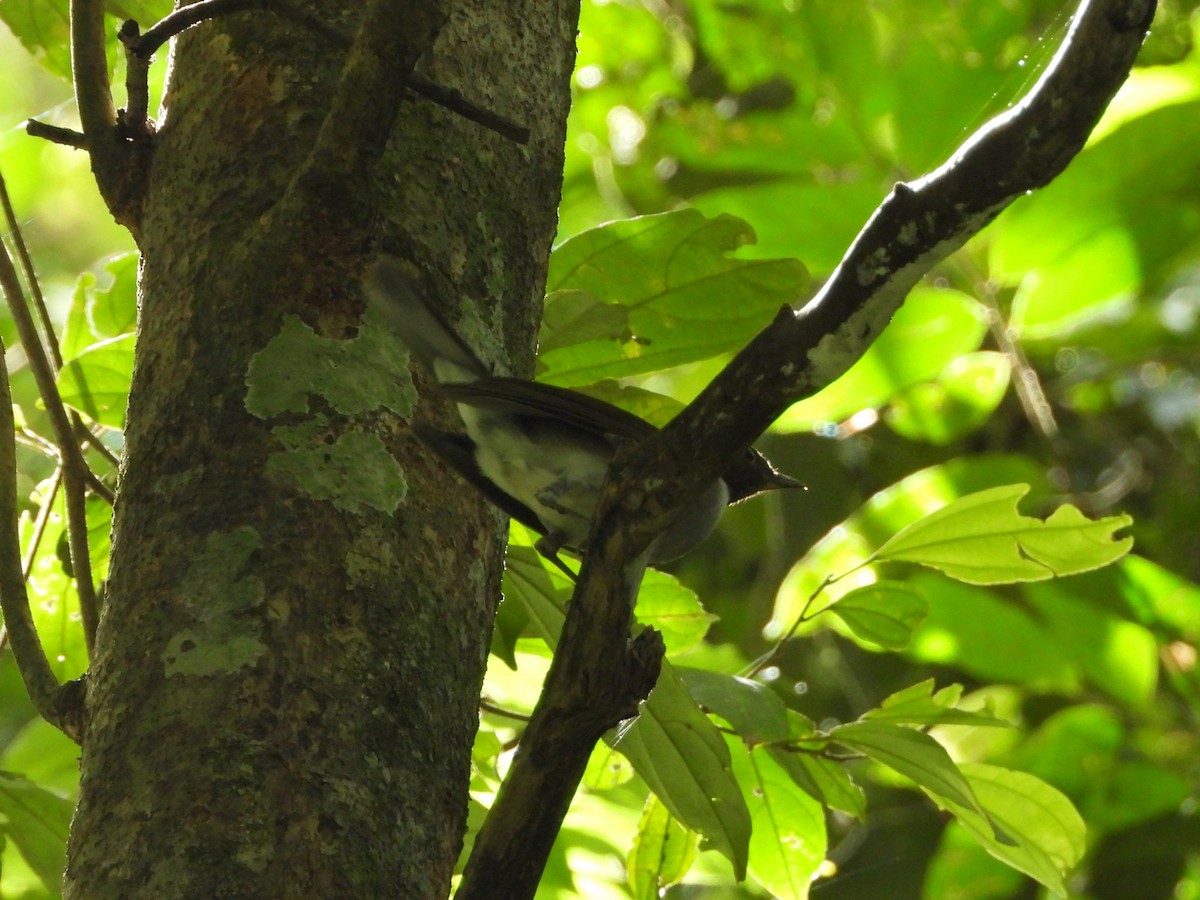 White-necked Thrush - ML646872381