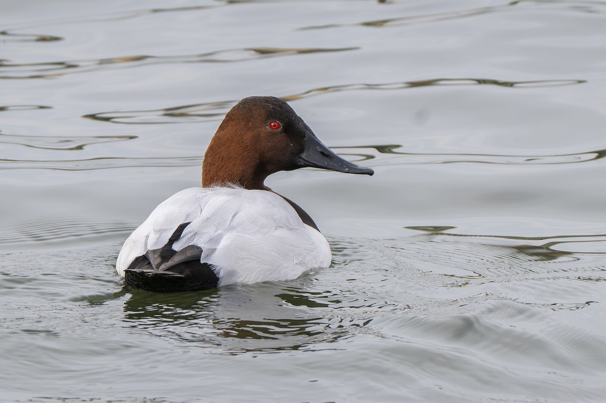 Murgilari bizkarzuria - ML646872382