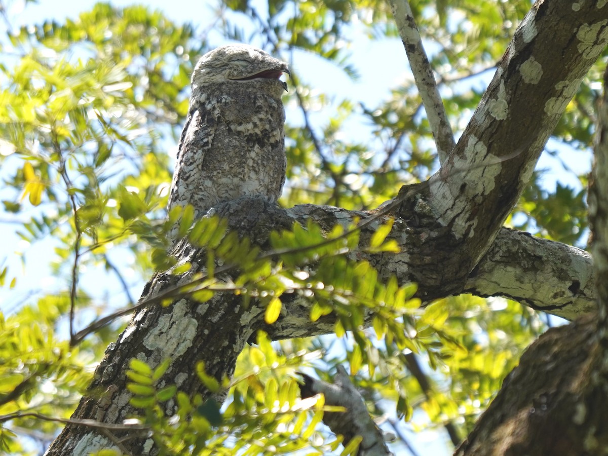 Great Potoo - ML646872383