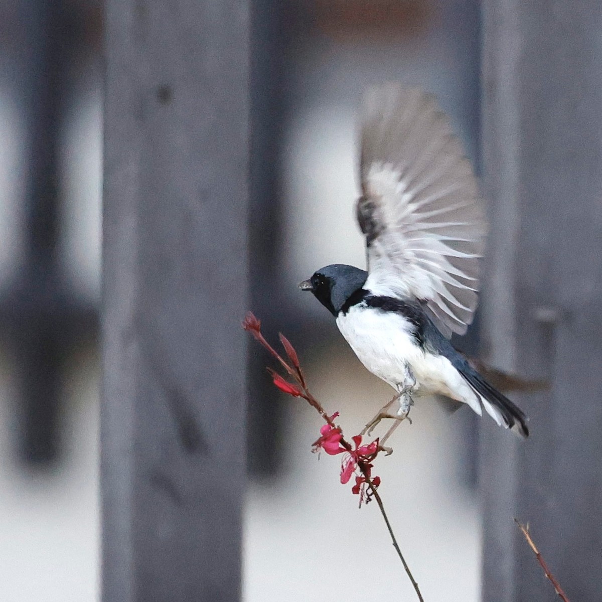 Black-throated Blue Warbler - ML646872389