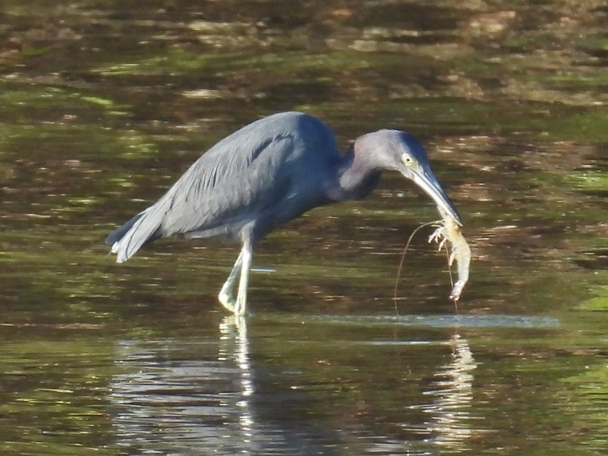 Koartzatxo urdina - ML646872390