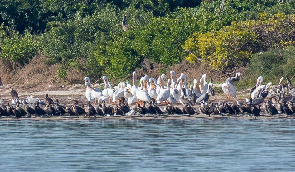 Double-crested Cormorant - ML646872391