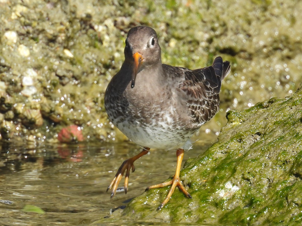 fjæreplytt - ML646872401