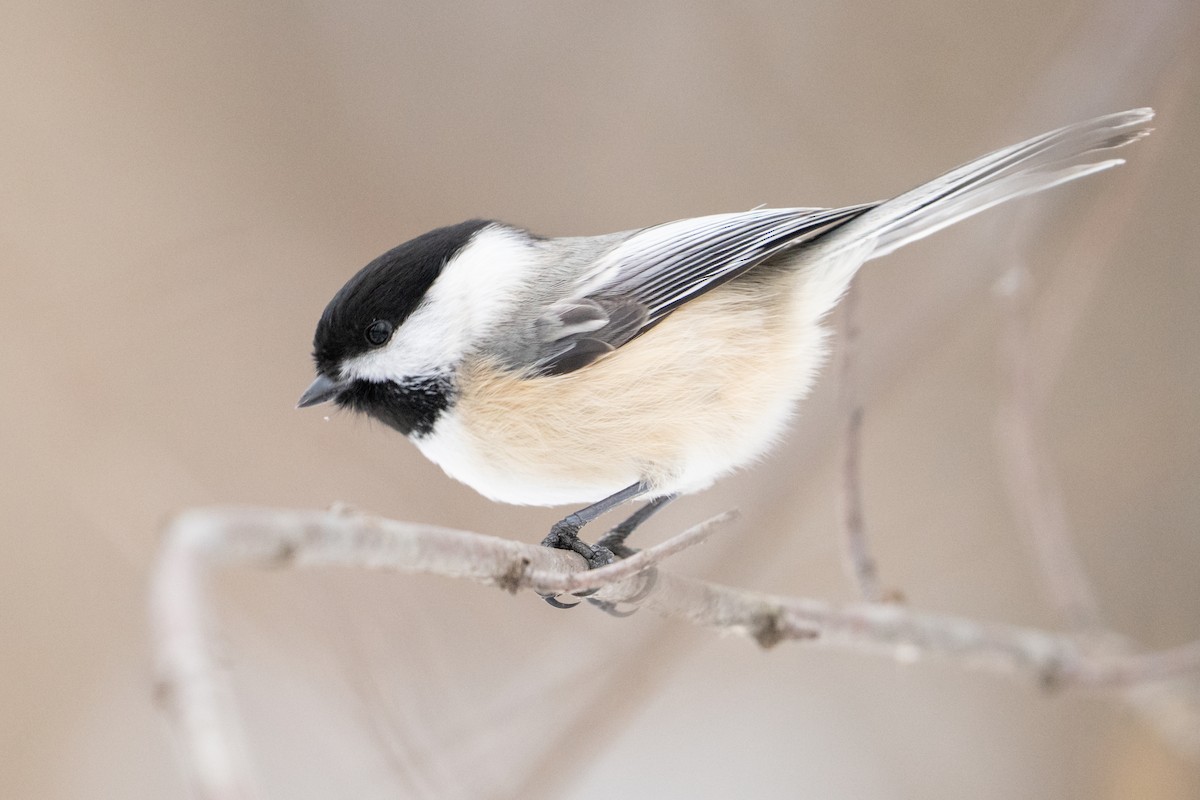 Black-capped Chickadee - ML646872407