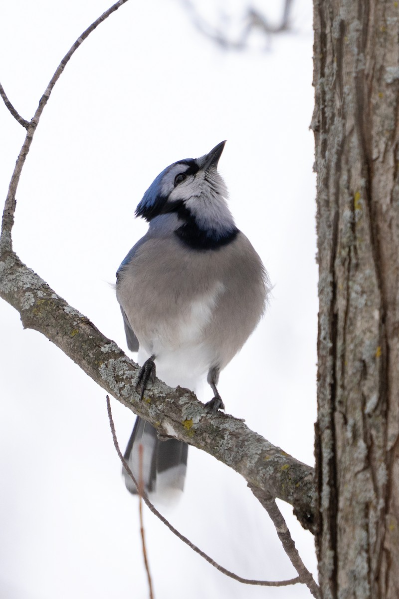 Blue Jay - ML646872413