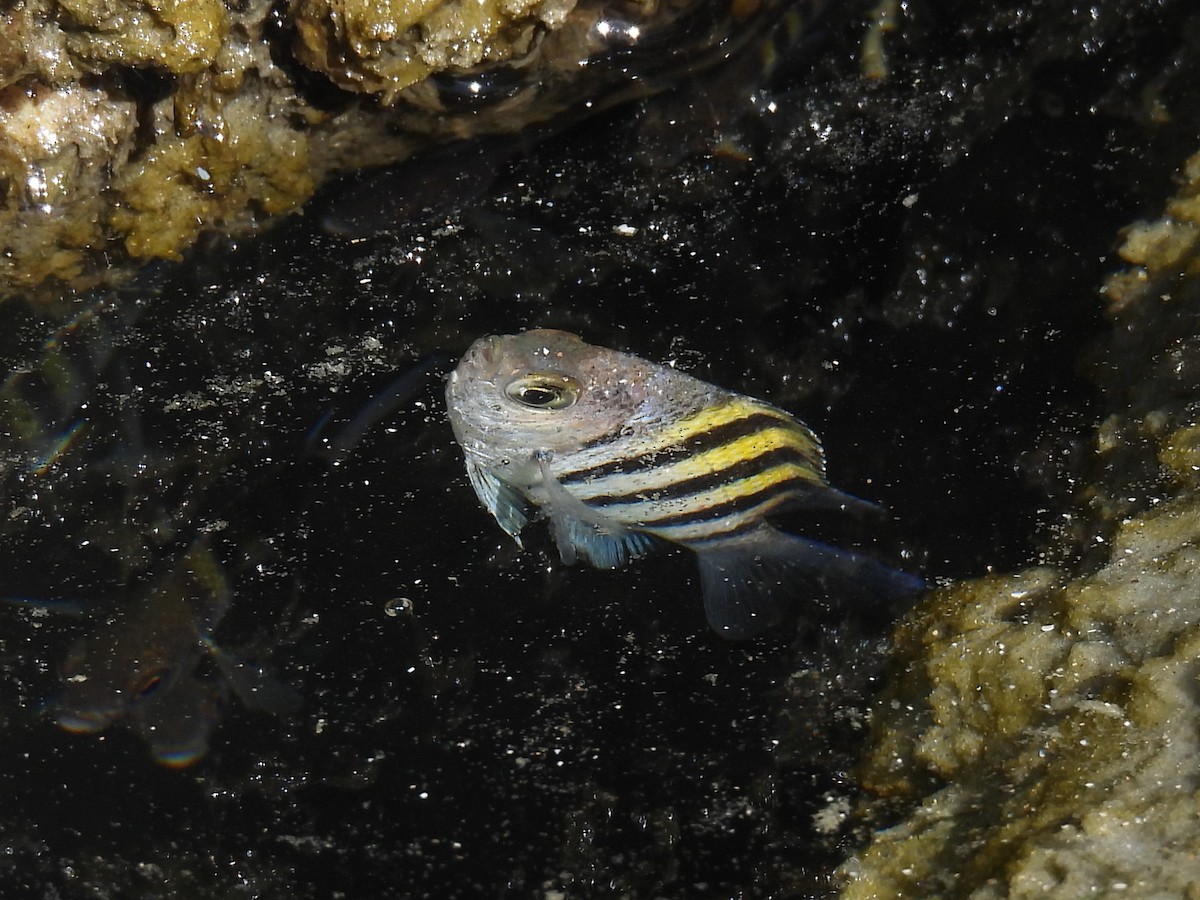 Atlantic Sergeant Major - ML646872415