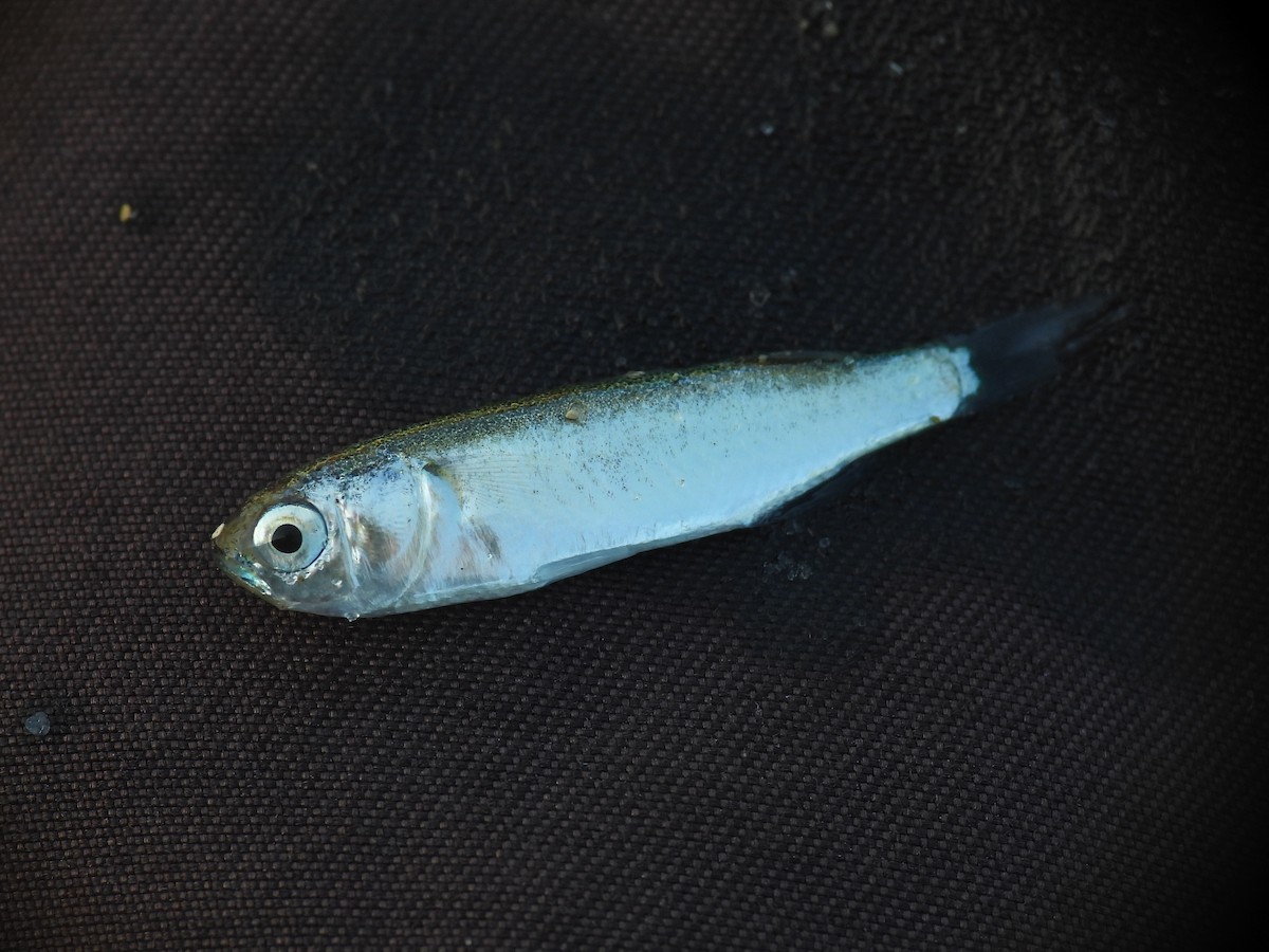 Animals - ML646872416