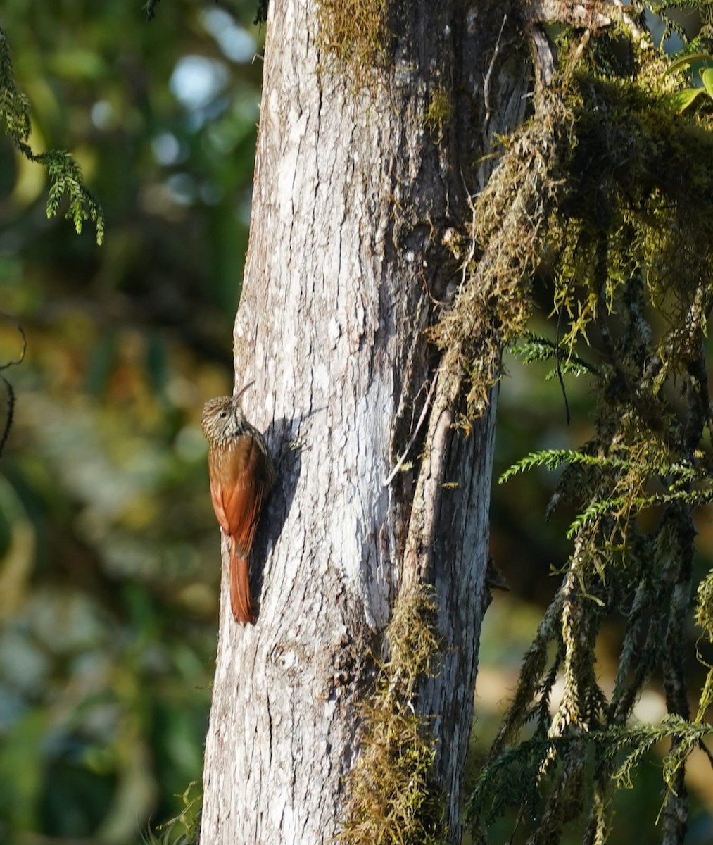 Trepatroncos Cabecirrayado - ML646872417