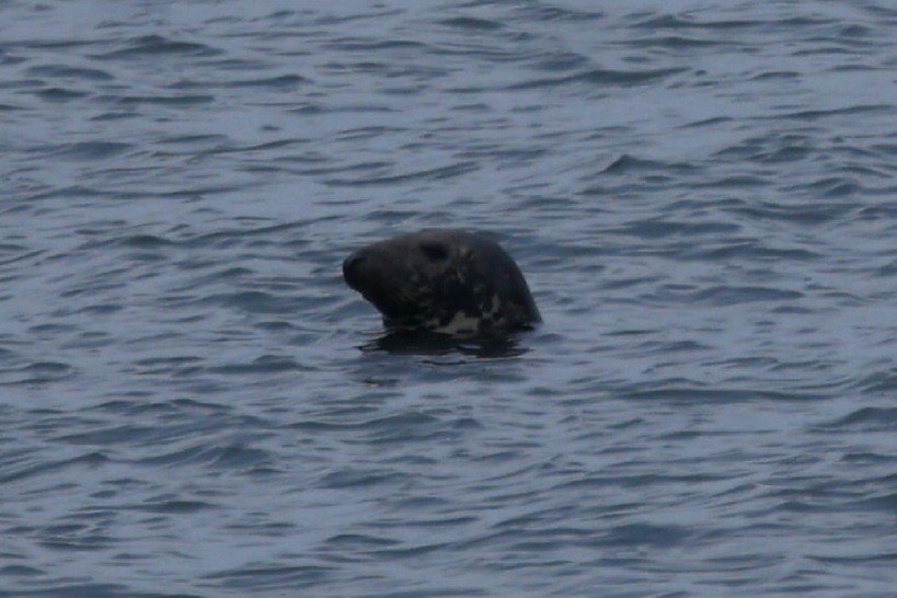 Animals - ML646872419