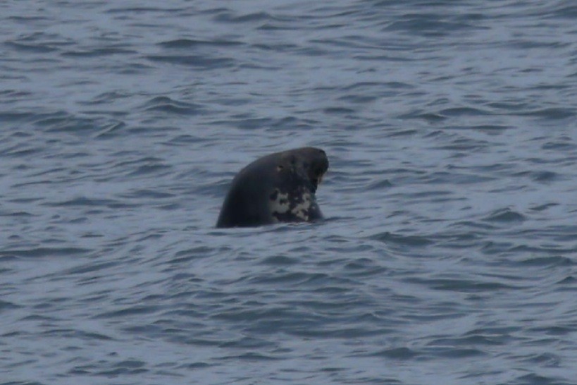 Animals - ML646872420