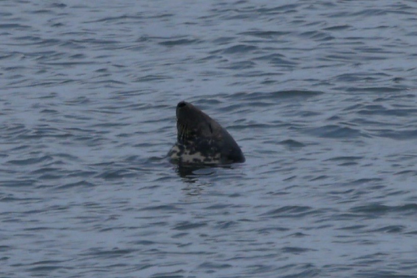 Animals - ML646872421