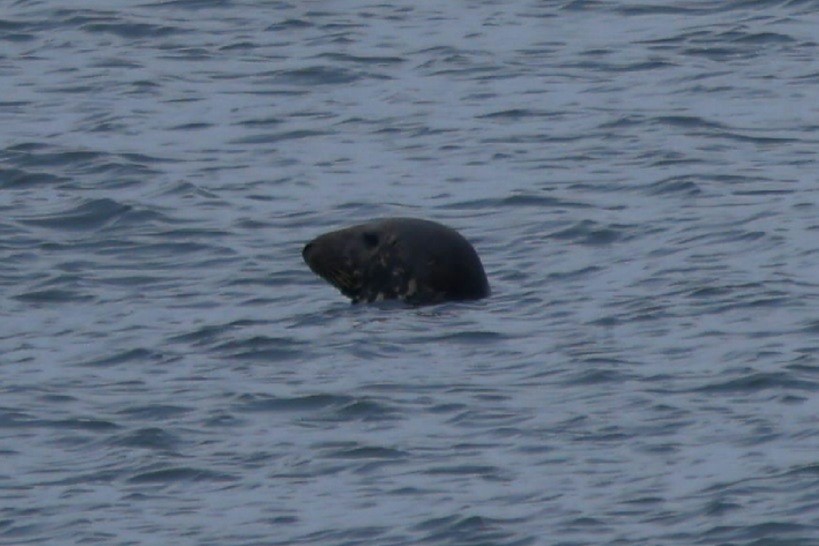 Animals - ML646872422