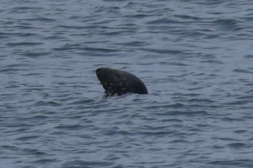 Animals - ML646872423