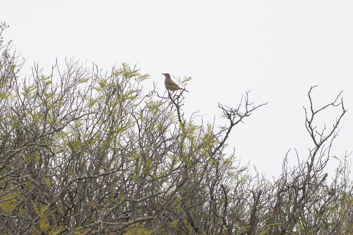 drozdec skvrnitoprsý - ML646872424