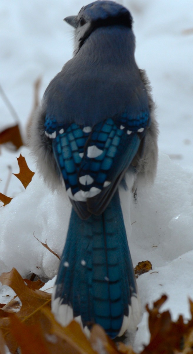 Blue Jay - ML646872425